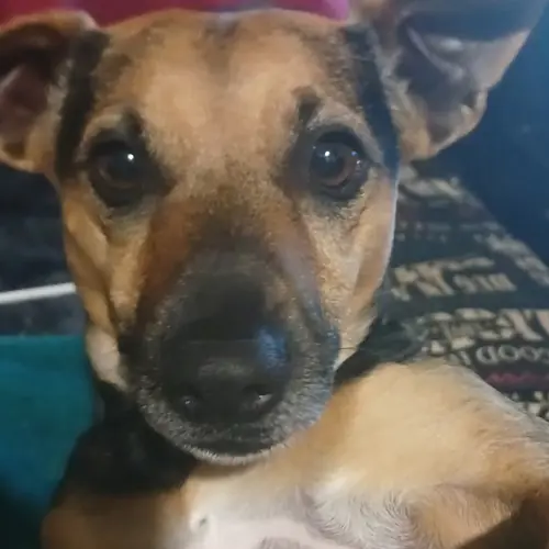 Rolo
