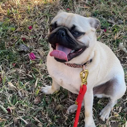 Pugla