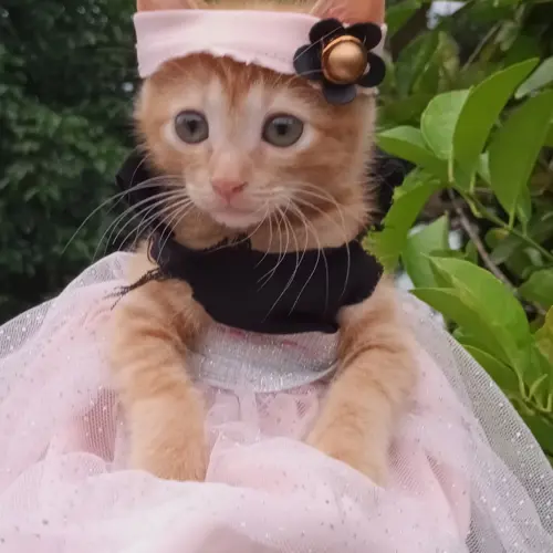 Ginger 