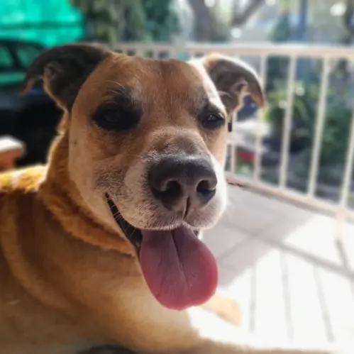 Rusty