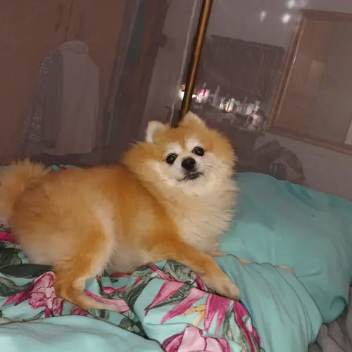 Milo