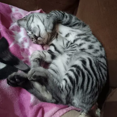 Beans