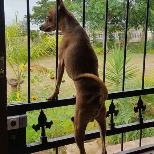 Bokkie Braaf