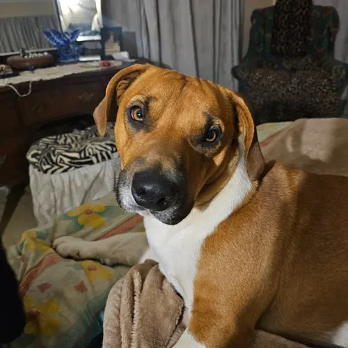 Duke