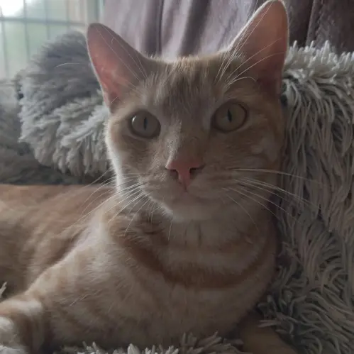 Nala