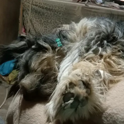 Peanut