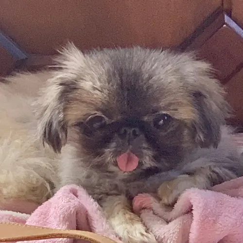 Mika