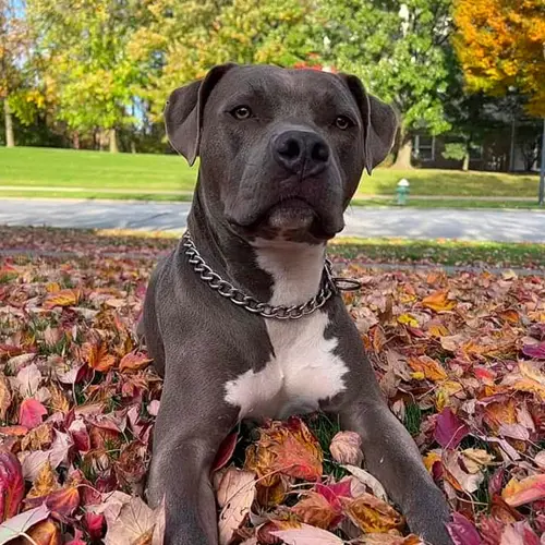 Simba