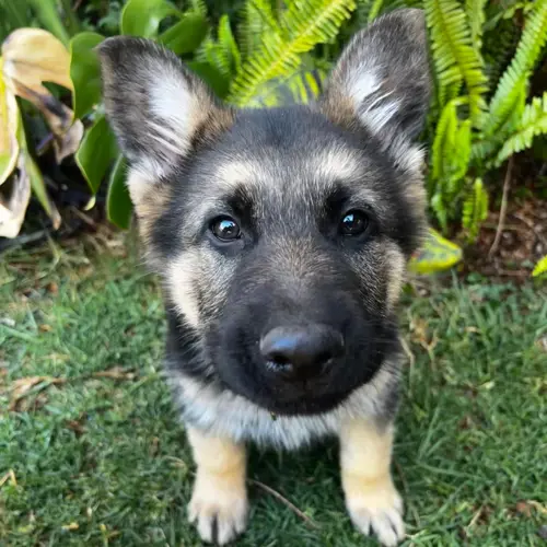 Enzo