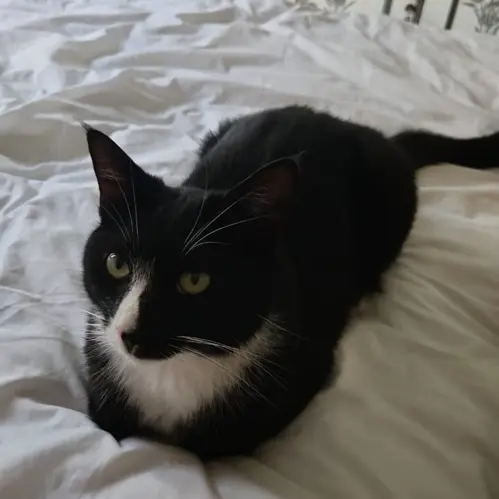Stoutgat