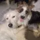 Chase and Milo 