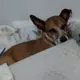 Duke 
