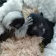 Benini