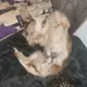 Pikkie 