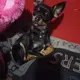 Tikki