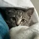 Lyra