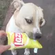 Tyson 