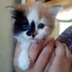 Willow 