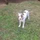 Bullet