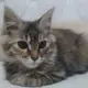 Sphinx 