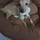Toastie 