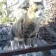 Big Cat