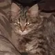Molly