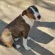 Bruno
