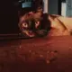 Speedy