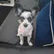 Nunu pie 