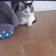 Shadow