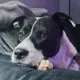 Zuri