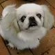 Lady