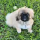 Nala