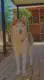 Cody