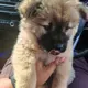Teddy