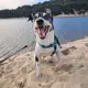 Maximus