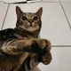 Zeno