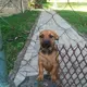 AMY