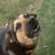 Mischief