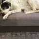 Lucy 
