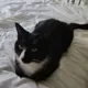 Stoutgat